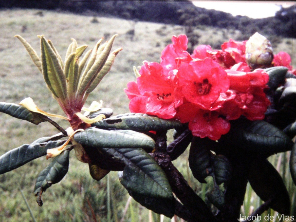 Rhododendron arboreum subsp. zeylanicum (Booth) Tagg